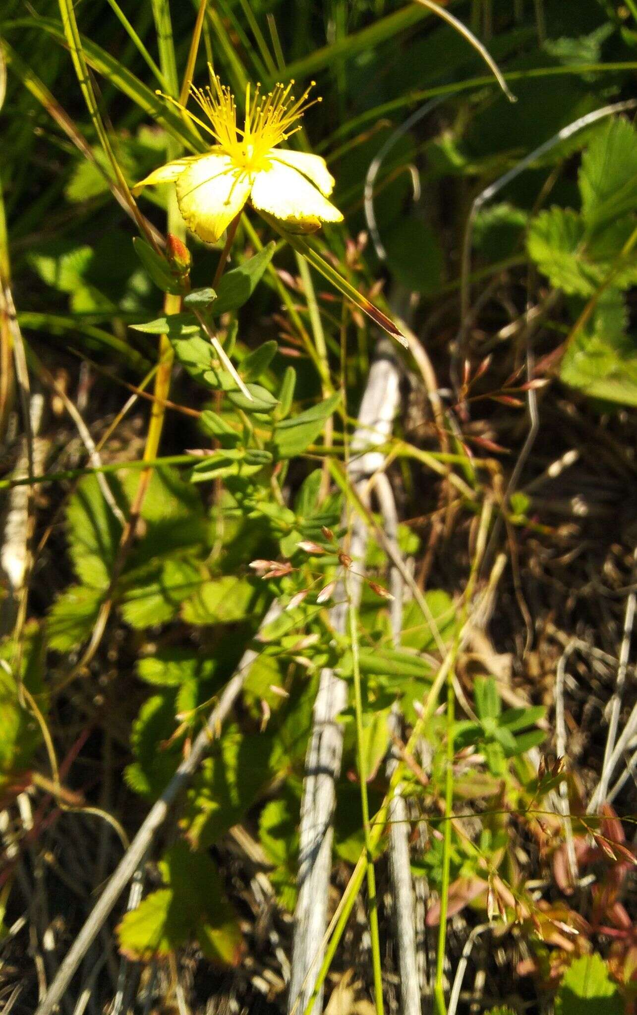 Image of Hypericum elegans Steph. ex Willd.