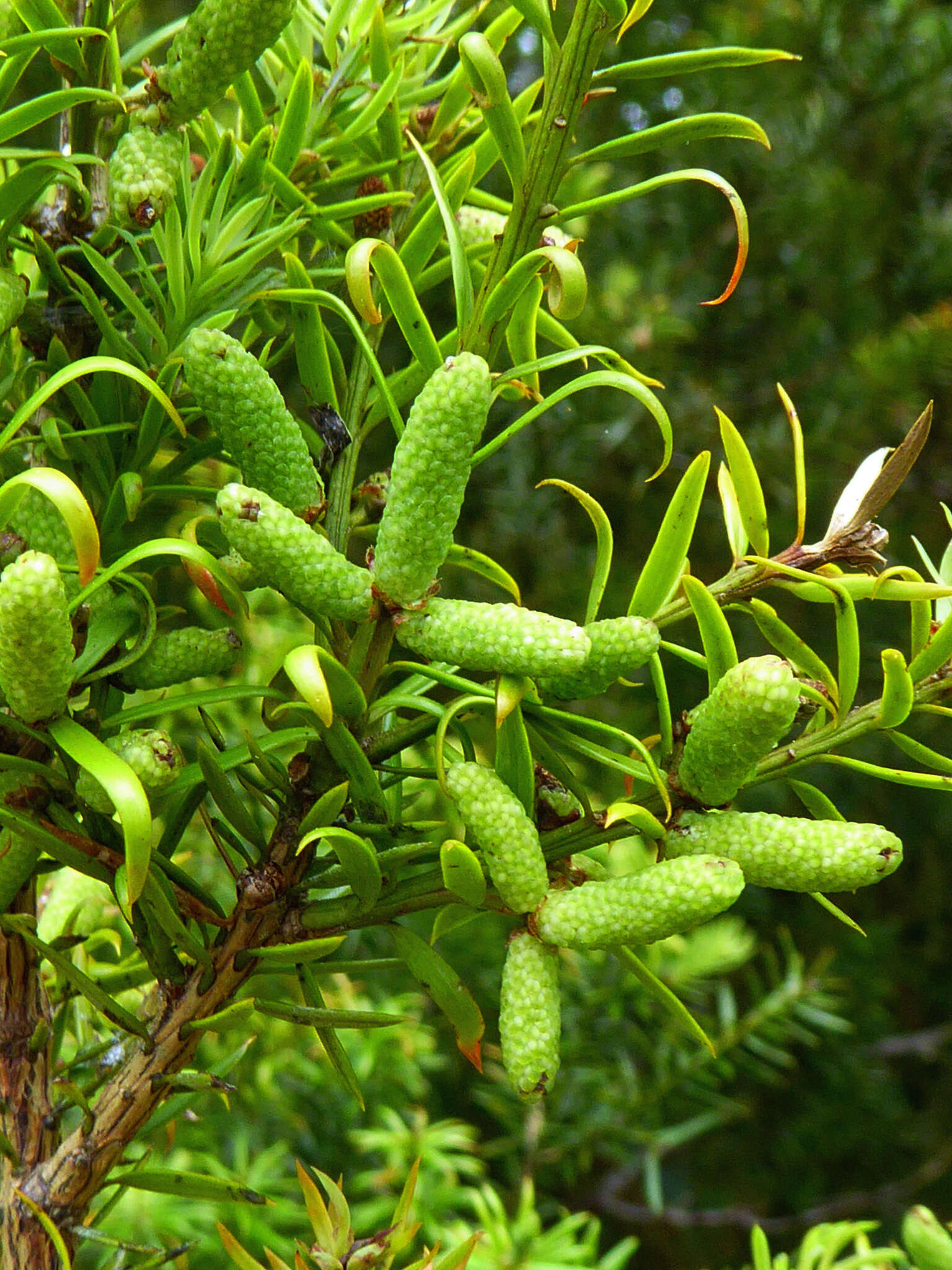 Podocarpus acutifolius Kirk resmi