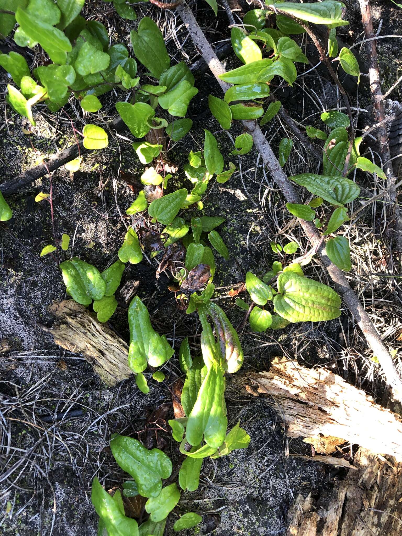 صورة Dioscorea burchellii Baker