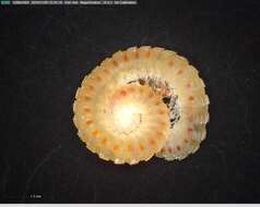 Image de Eclomus speobius (Chamberlin 1952)