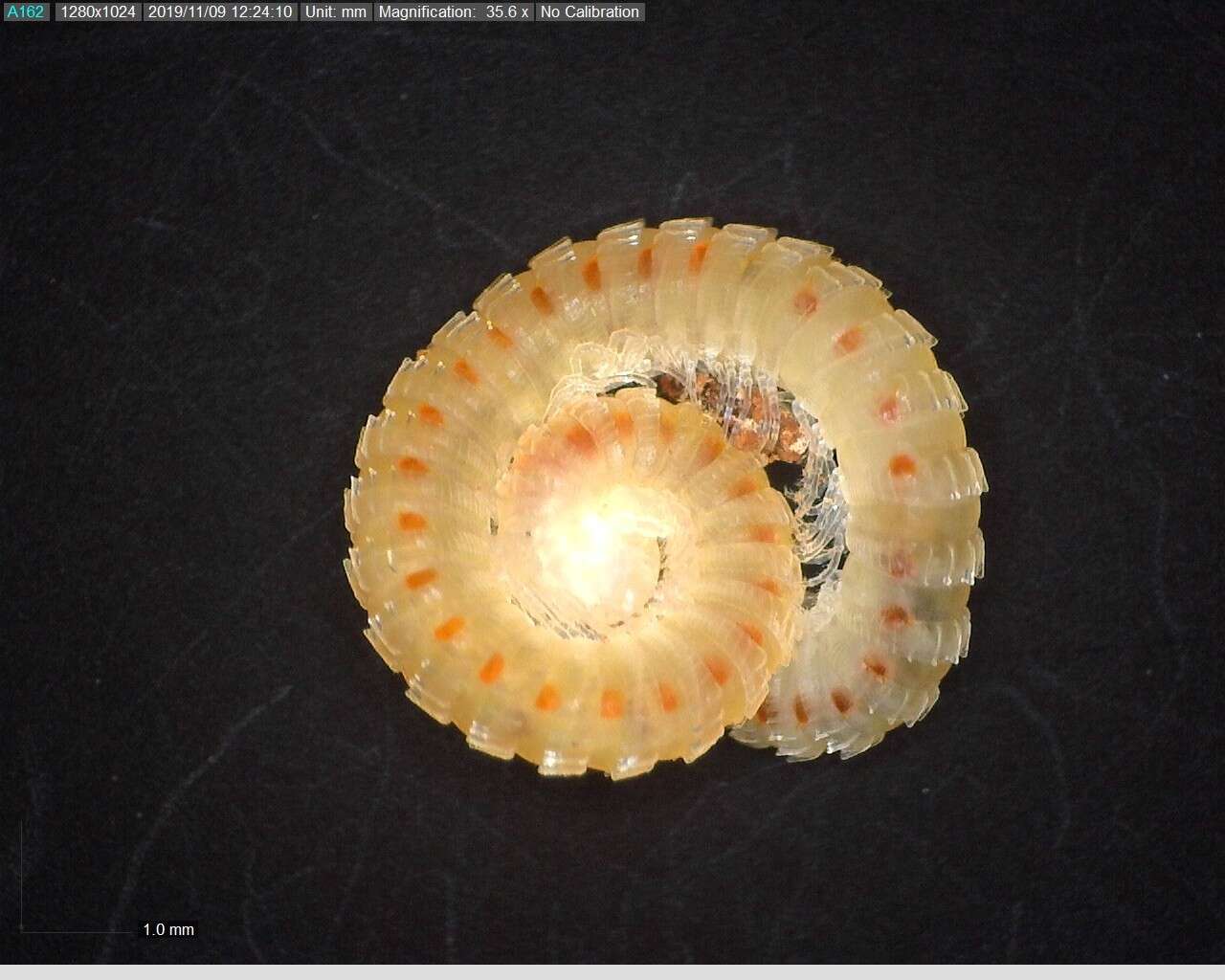 Image of Eclomus speobius (Chamberlin 1952)