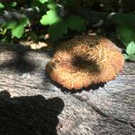 Image of Polyporus mcmurphyi Murrill 1915