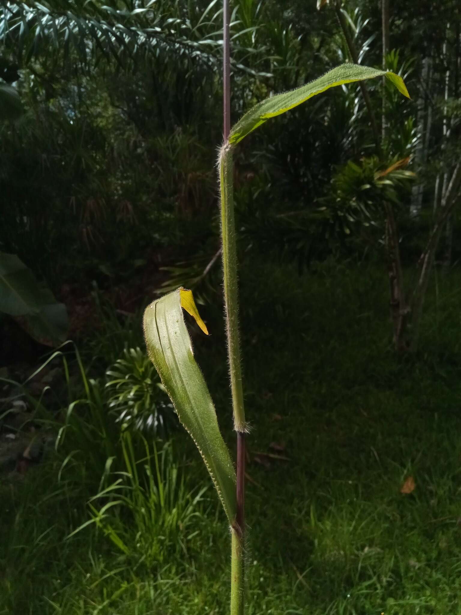 Image de Paspalum paniculatum L.