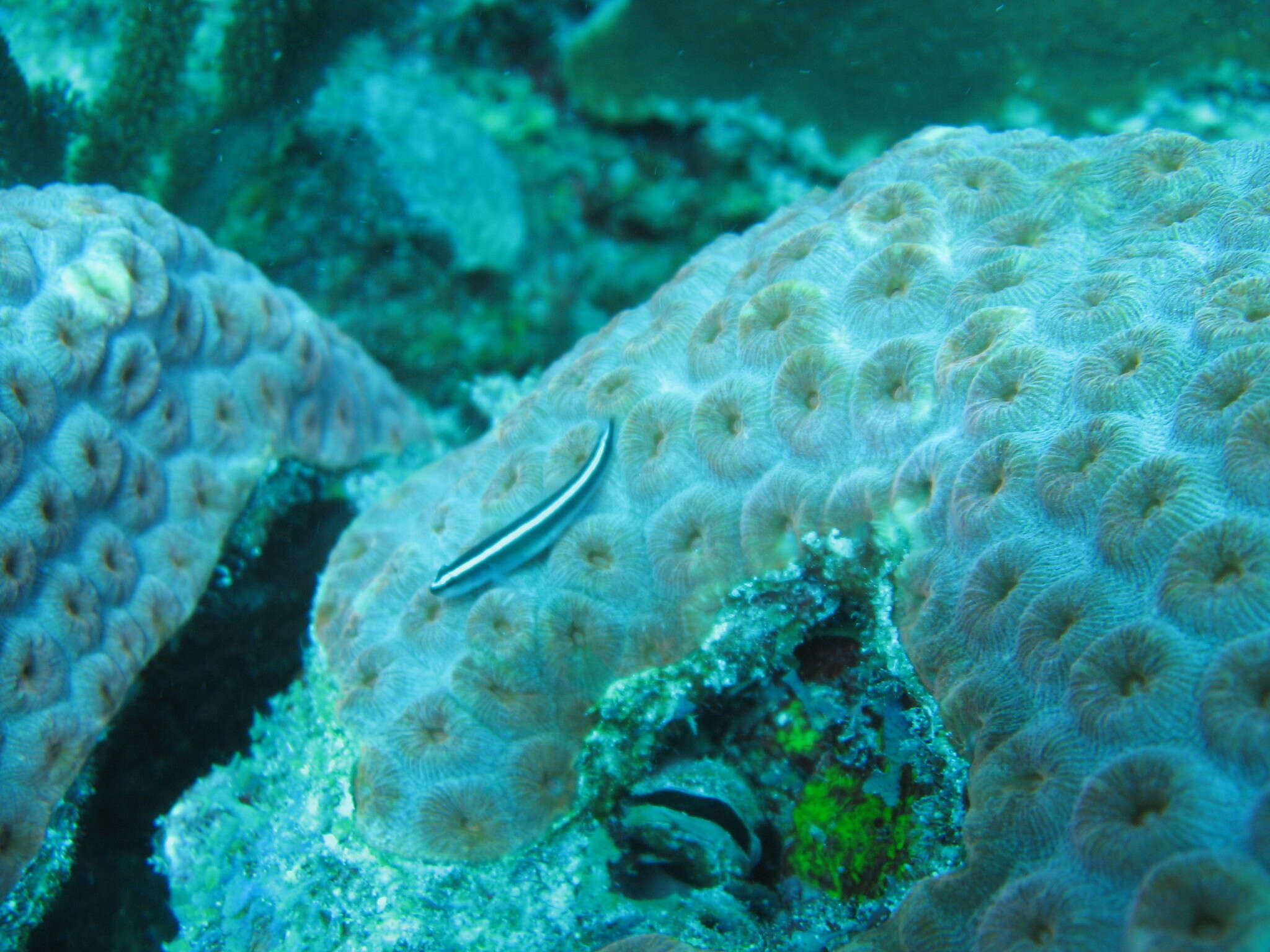 Image of Broadstripe goby