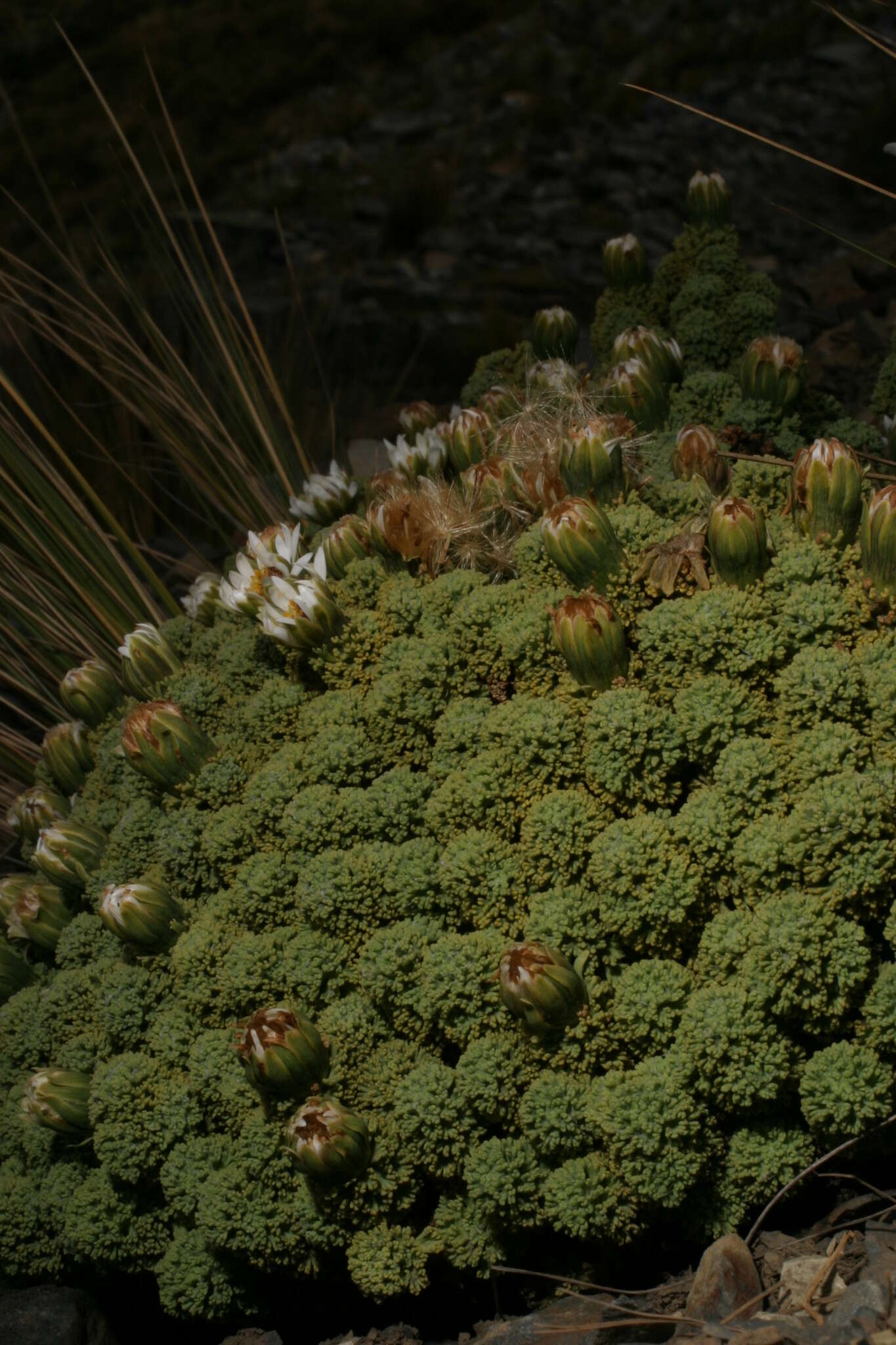 Слика од Xenophyllum dactylophyllum (Sch. Bip.) V. A. Funk