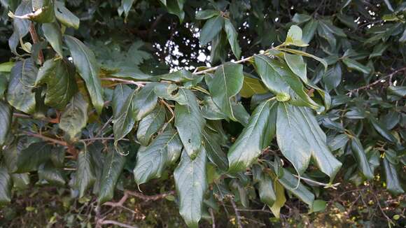 Image of Honeysuckle tree