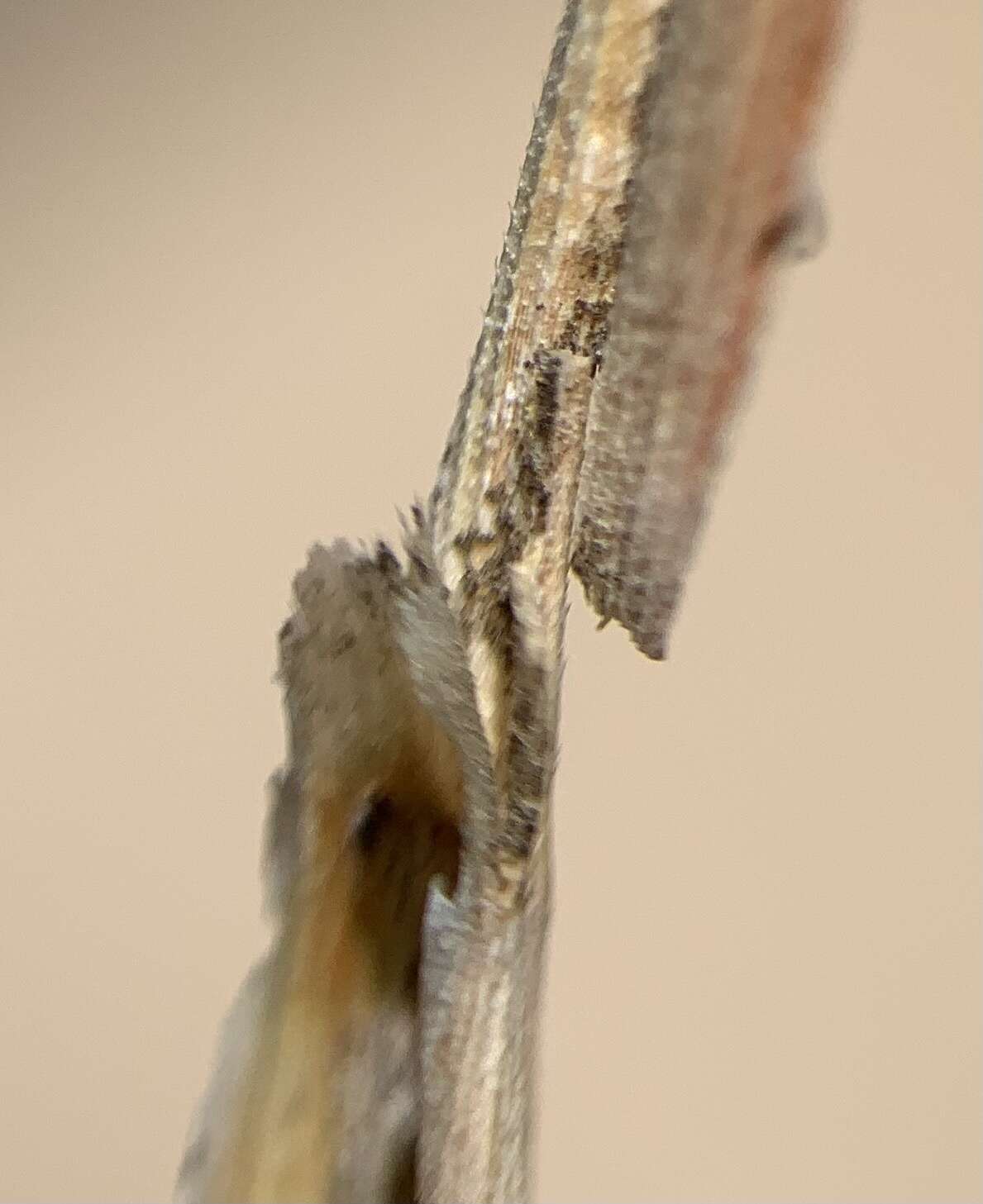 Image of Schizachyrium scoparium subsp. scoparium