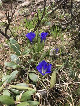 Image de Gentiana grandiflora Laxm.