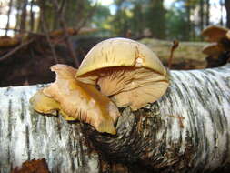 Plancia ëd Panellus serotinus (Pers.) Kühner 1950