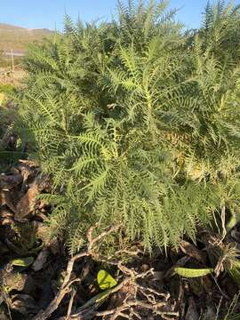 Image of Sonchus canariensis (Sch. Bip.) Boulos