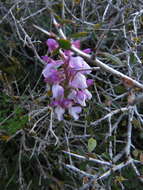 Anacamptis morio subsp. syriaca (E. G. Camus) H. Kretzschmar, Eccarius & H. Dietr.的圖片