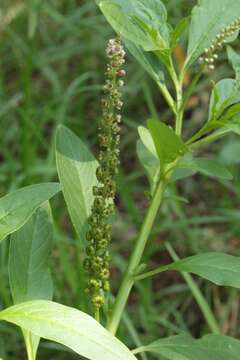 Image of tropical pokeweed