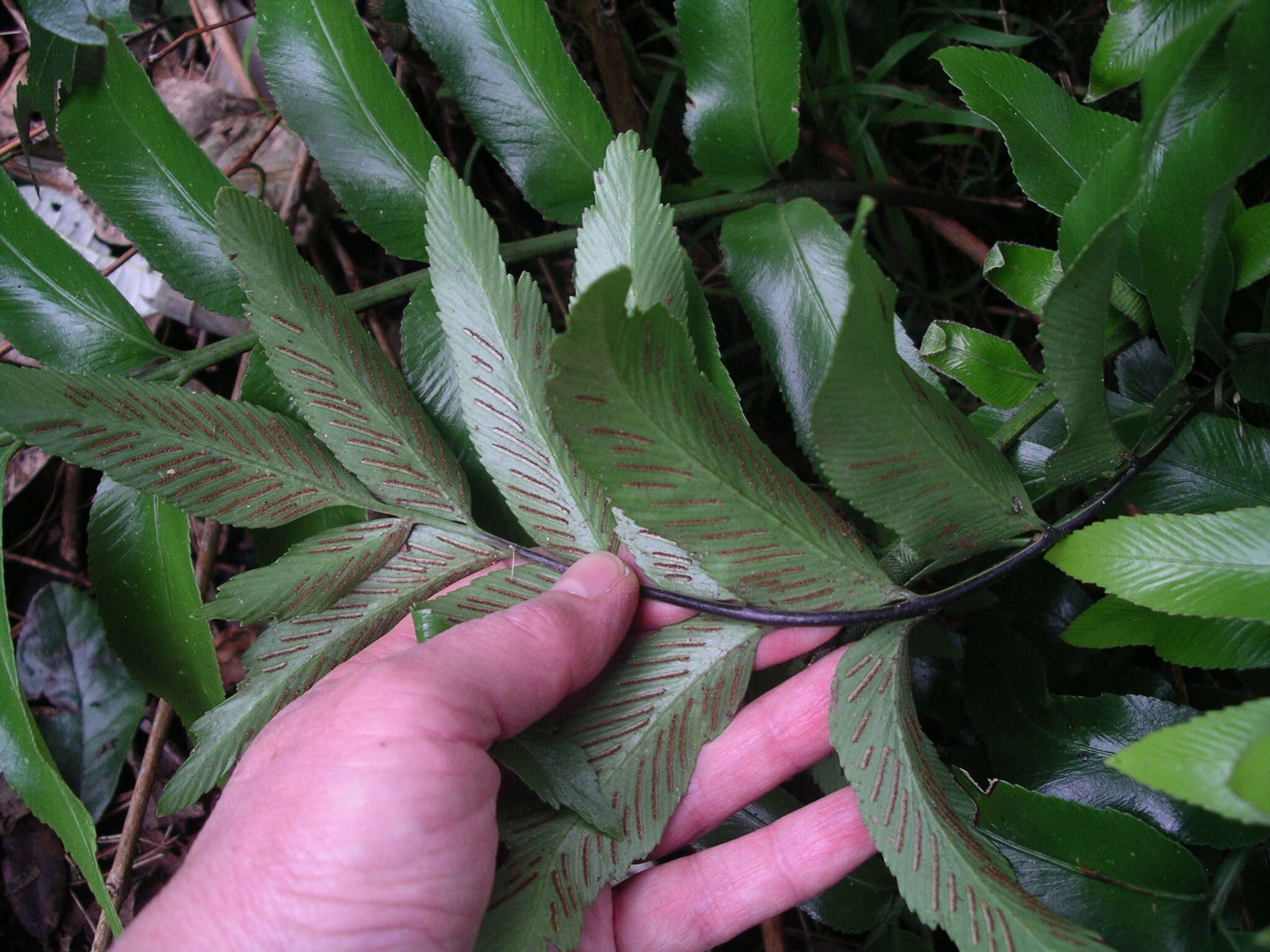 Image of Asplenium oblongifolium Col.