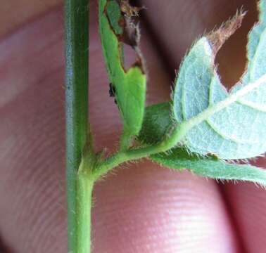 Image of hairy small-leaf ticktrefoil