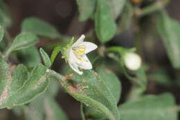 Image of Capsicum chacoense A. T. Hunziker