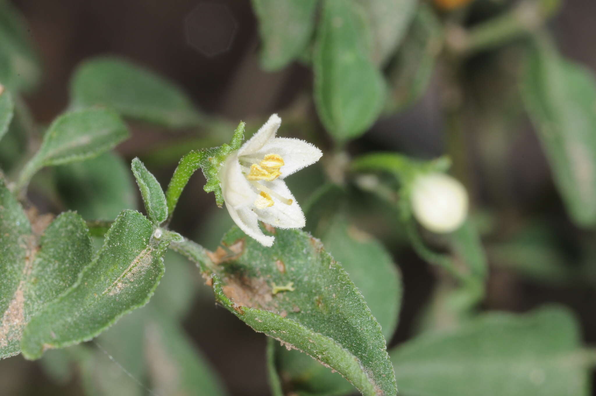 Image of Capsicum chacoense A. T. Hunziker