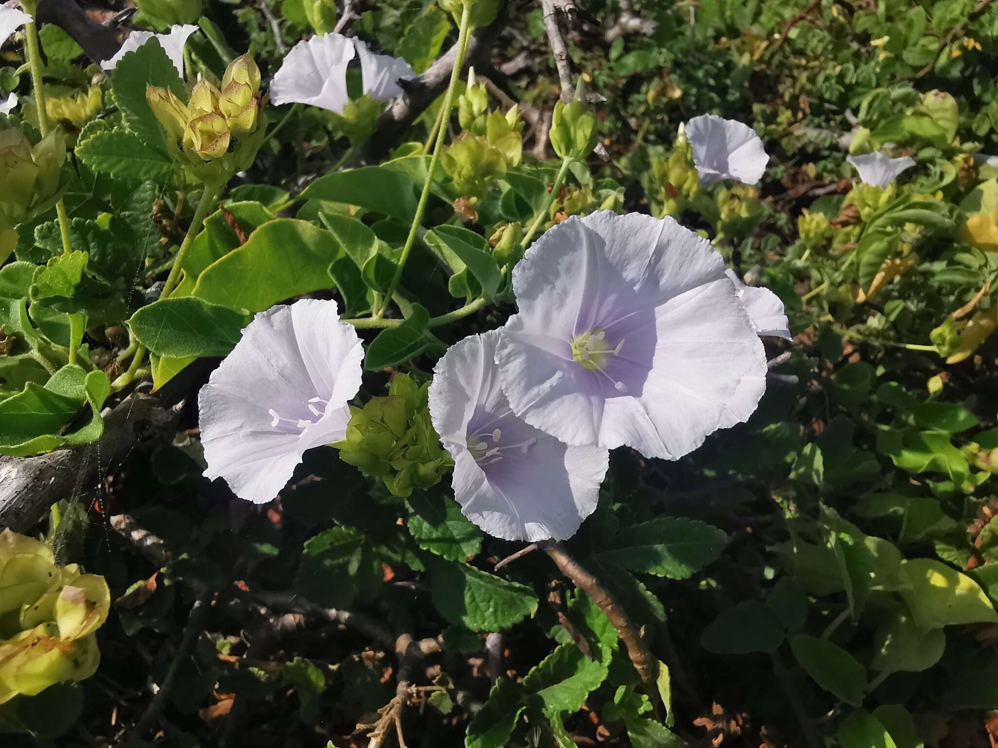 Sivun Jacquemontia pringlei A. Gray kuva