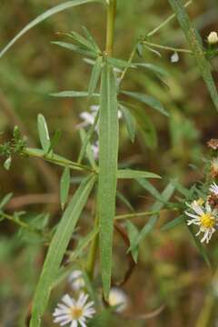 Image of white panicle aster