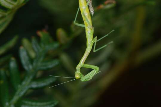 Image of Pseudomantis