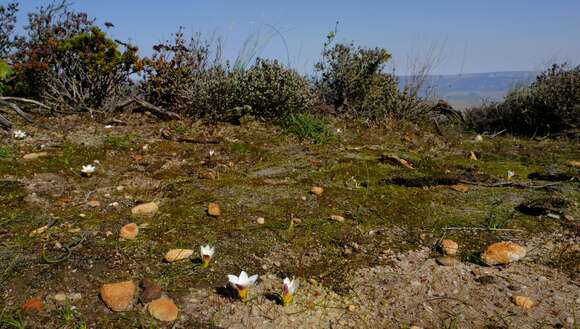 Image of Romulea toximontana M. P. de Vos