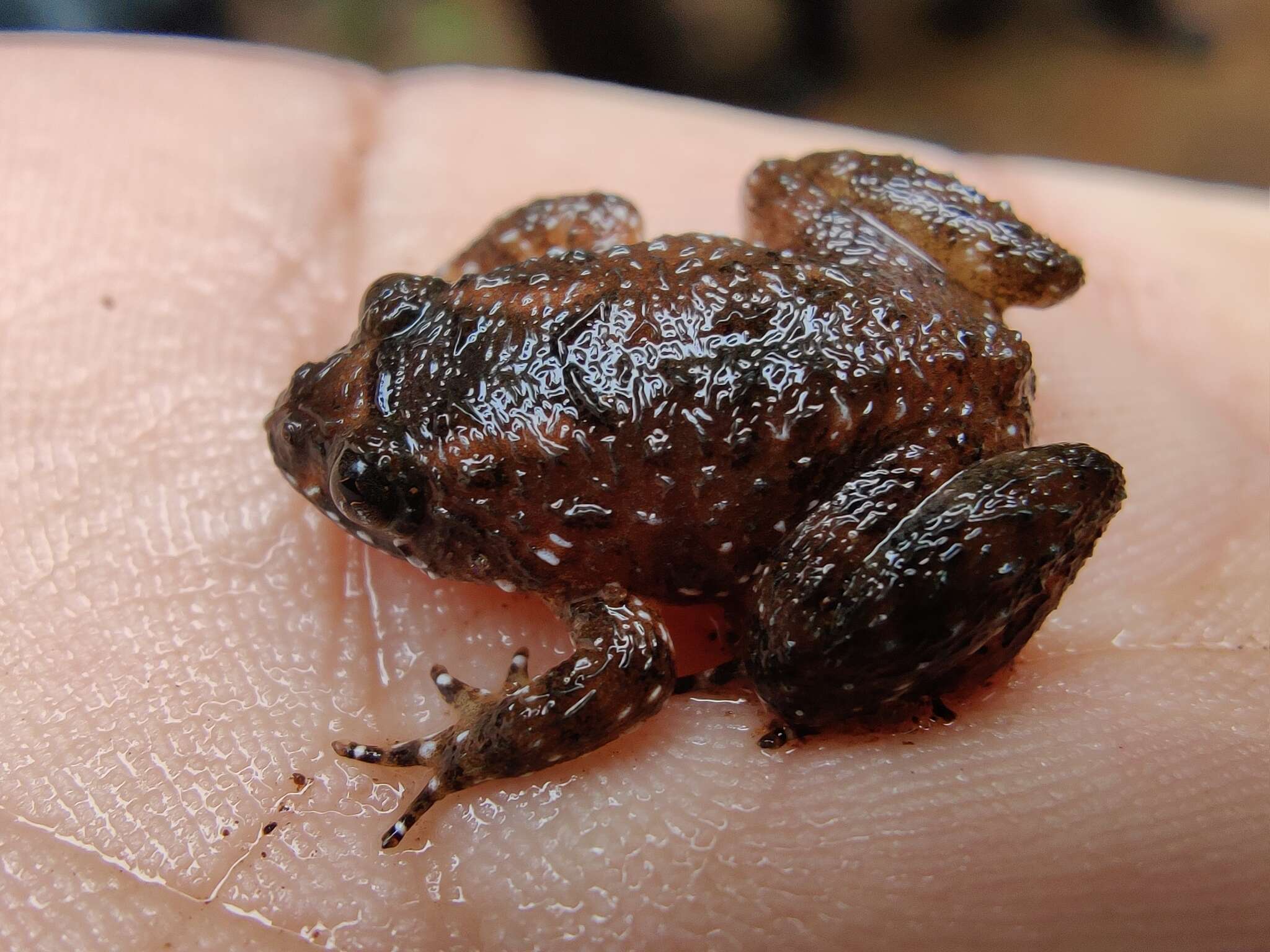 Image of Kempholey night frog