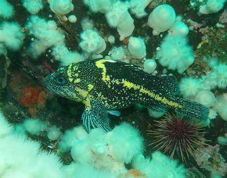 Image of China rockfish