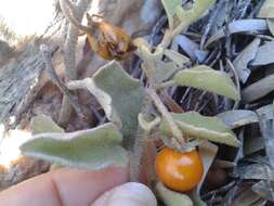 Imagem de Solanum tomentosum var. tomentosum