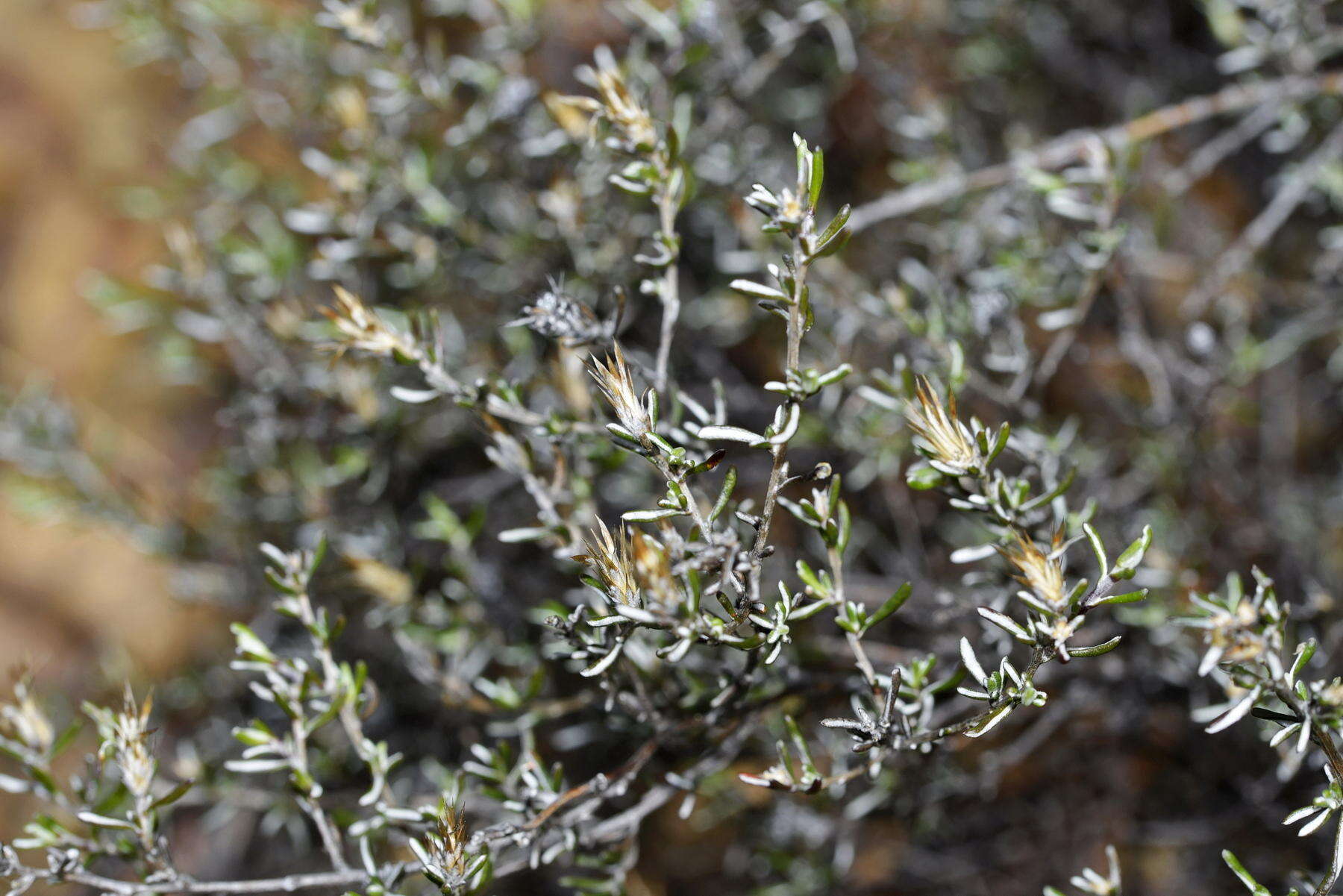 Image of Amphiglossa susannae M. Koekemoer