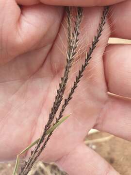 Image of Australian fingergrass