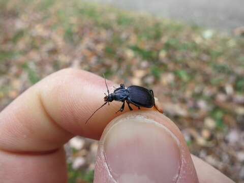 Imagem de Sphaeroderus canadensis Chaudoir 1861