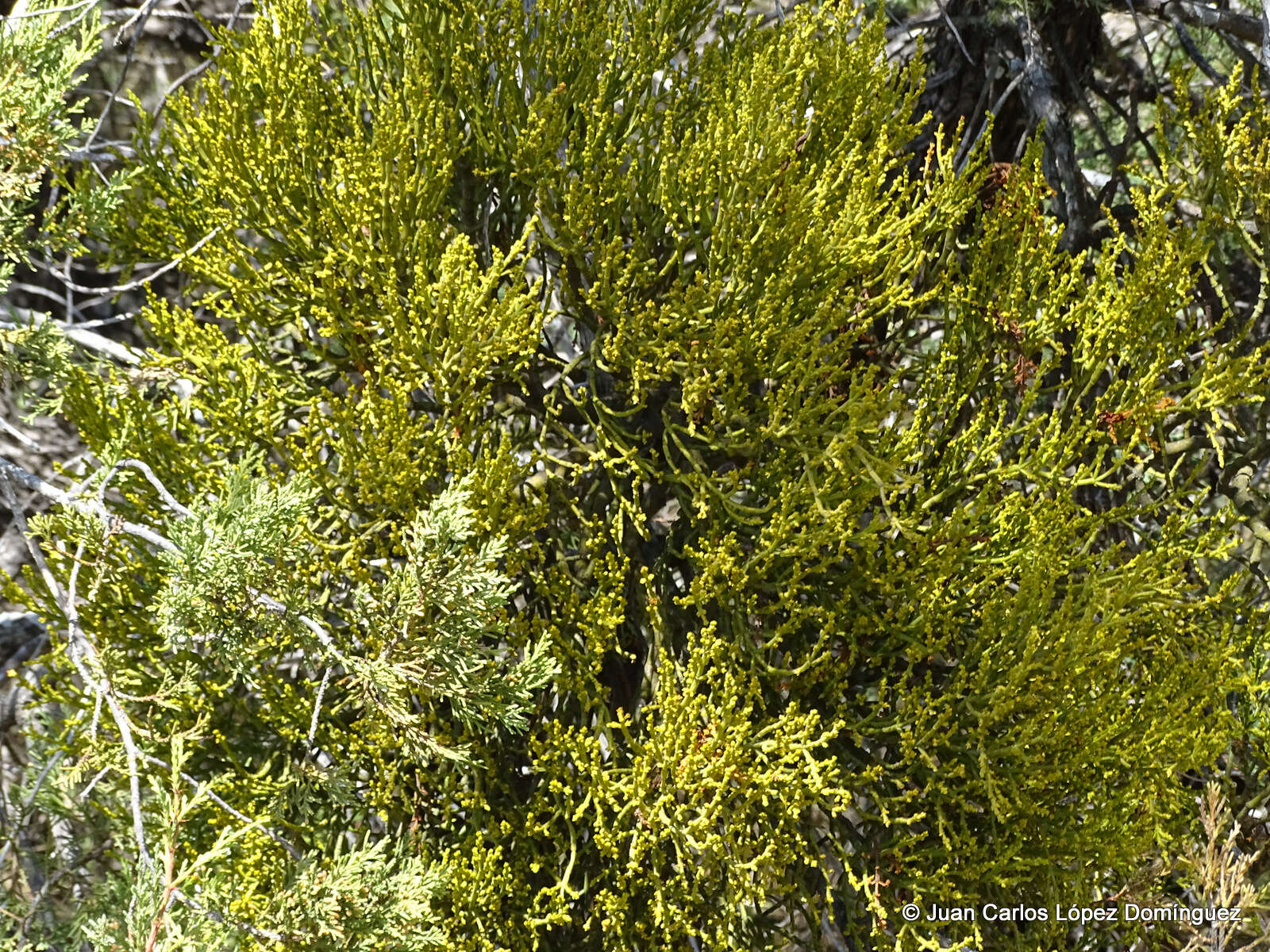 Слика од Phoradendron minutifolium Urb.