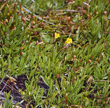 Image of primrose monkeyflower