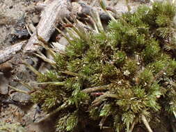 Image of Dicnemonaceae