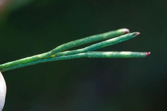 Image of Serruria heterophylla Meissn.