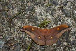 Image of Antheraea formosana Sonan 1937