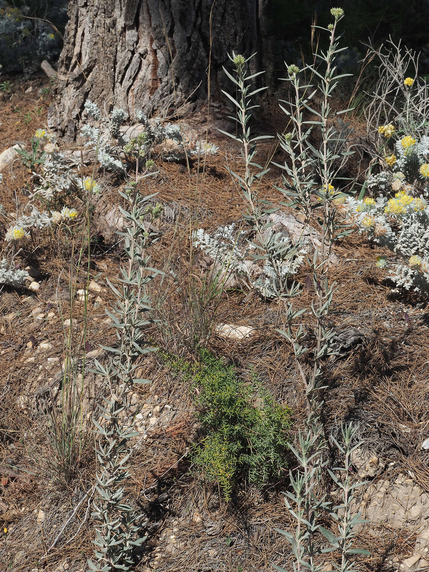 Helianthemum syriacum (Jacq.) Dum.-Courset resmi