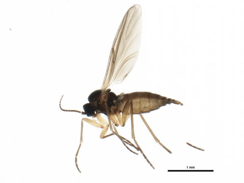 Image of <i>Bradysia impatiens</i> (Johannsen 1912)