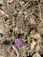 Image of fringed checkerbloom