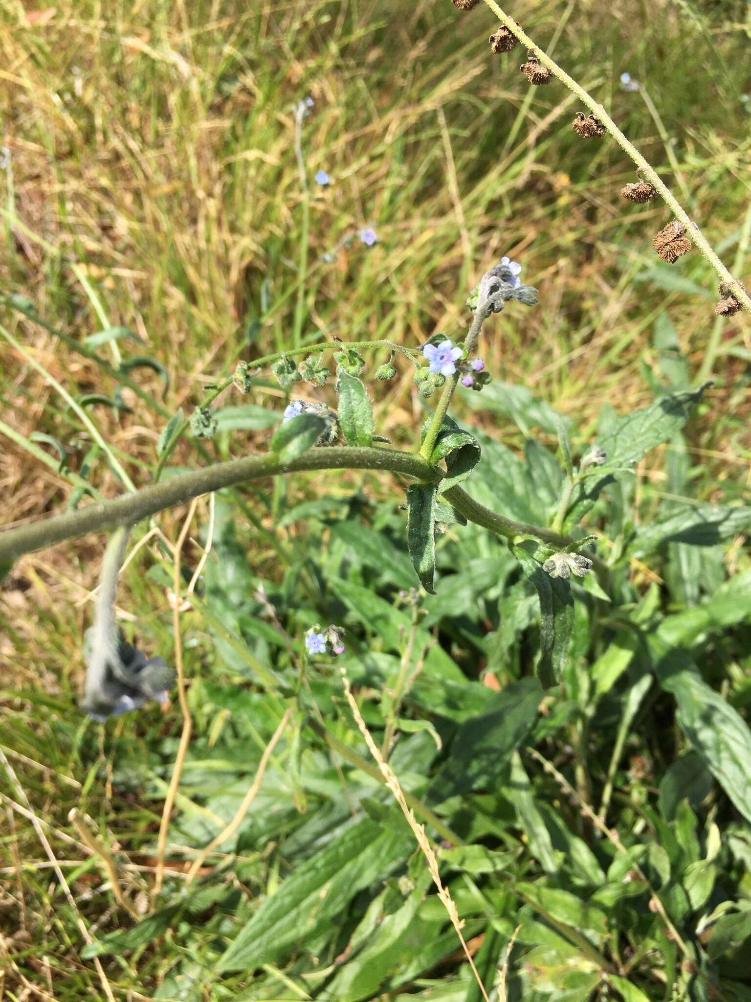 Cynoglossum australe R. Br.的圖片