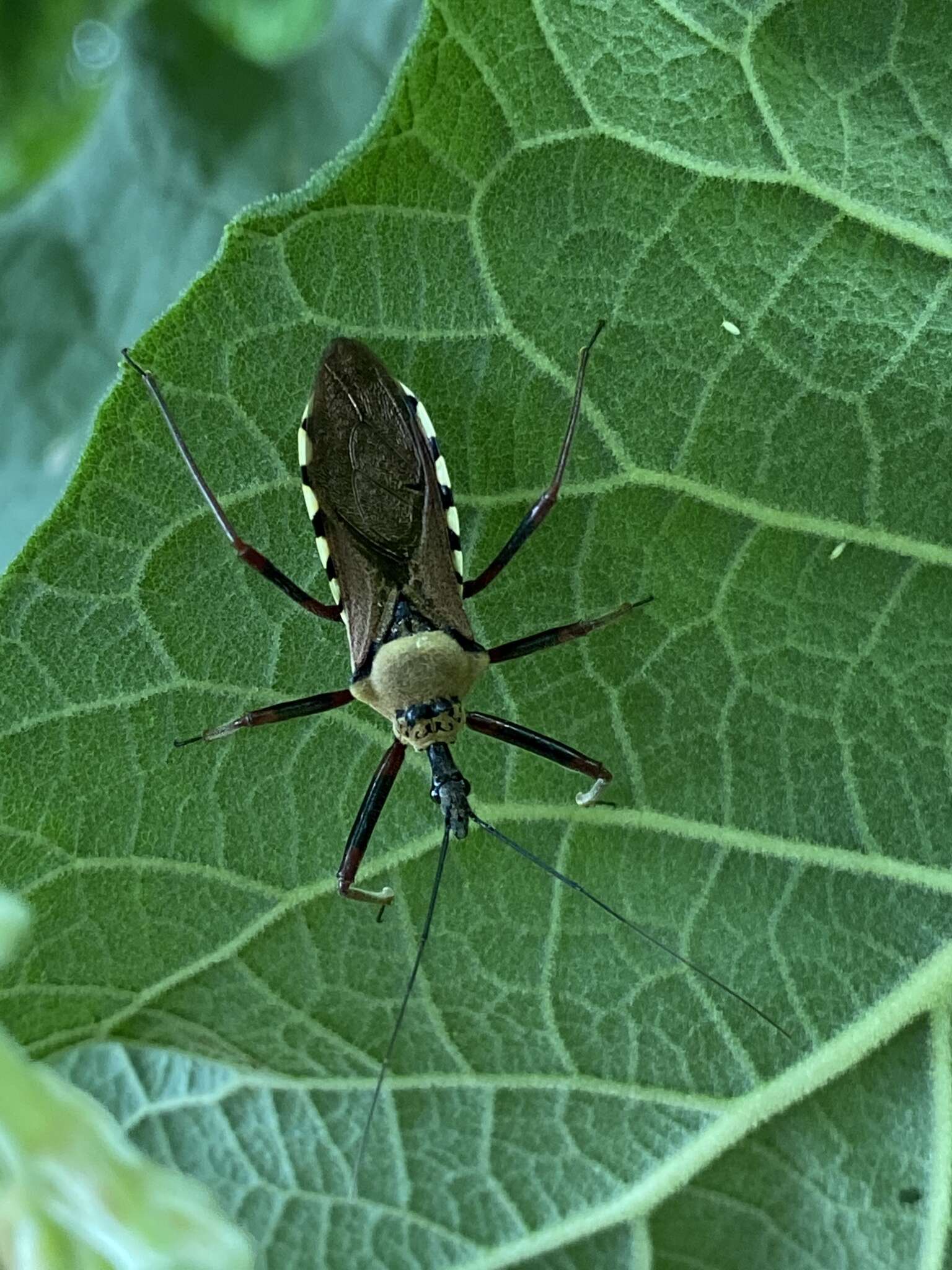 Image of Rhynocoris neavei Bergroth 1912