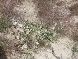 Image of white sand verbena