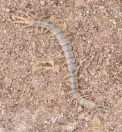 Imagem de Scolopendra viridis viridis Say 1821