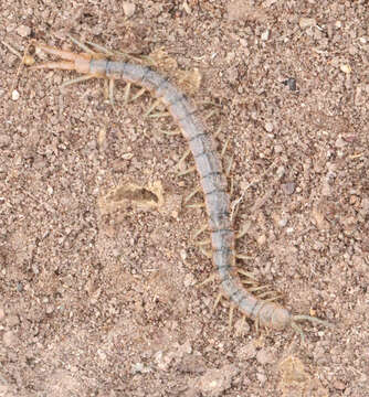 Image of Scolopendra viridis viridis Say 1821