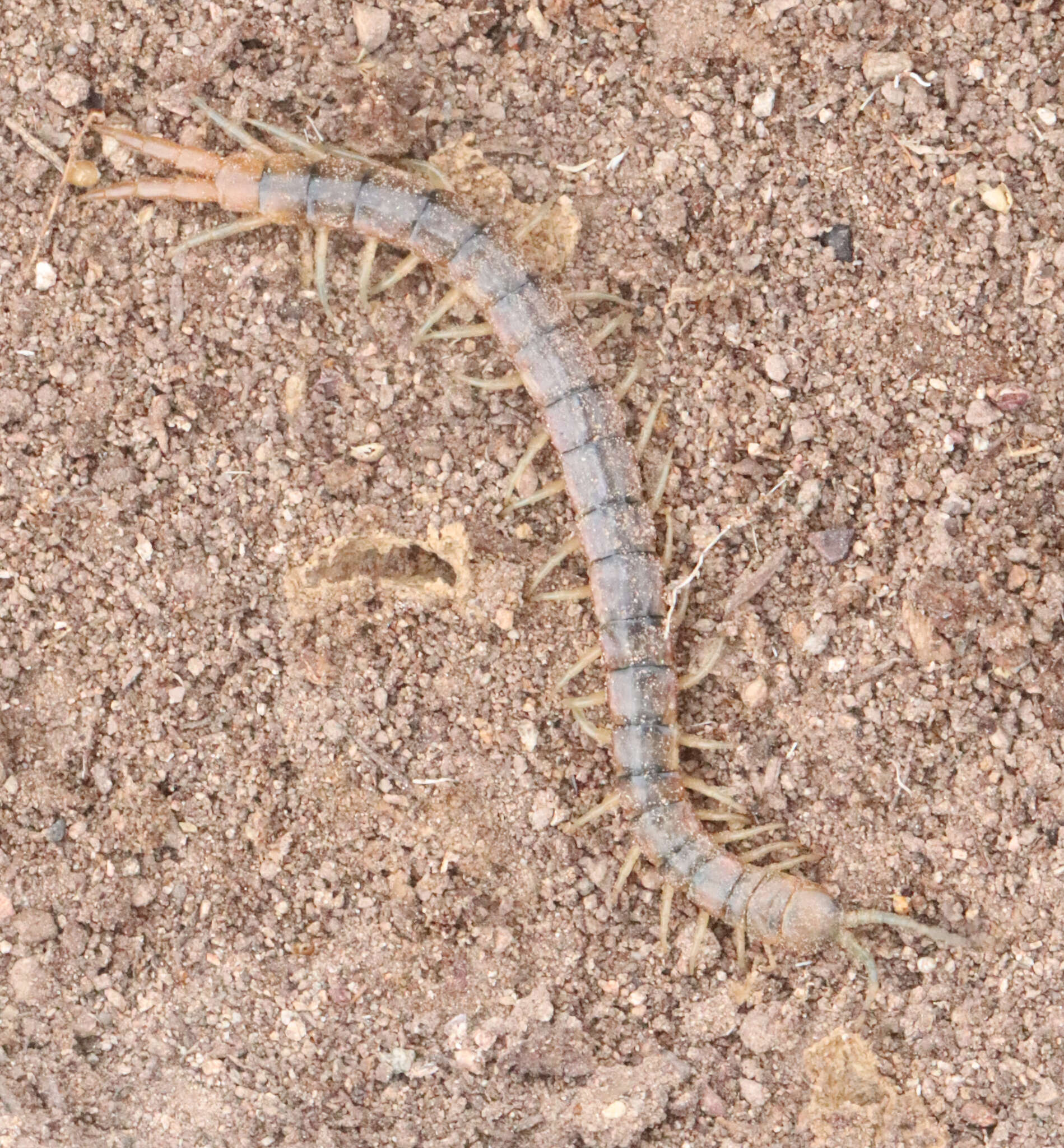 Imagem de Scolopendra viridis viridis Say 1821