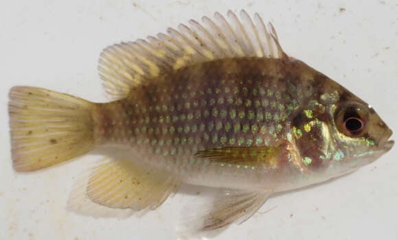 Image of Banded bream