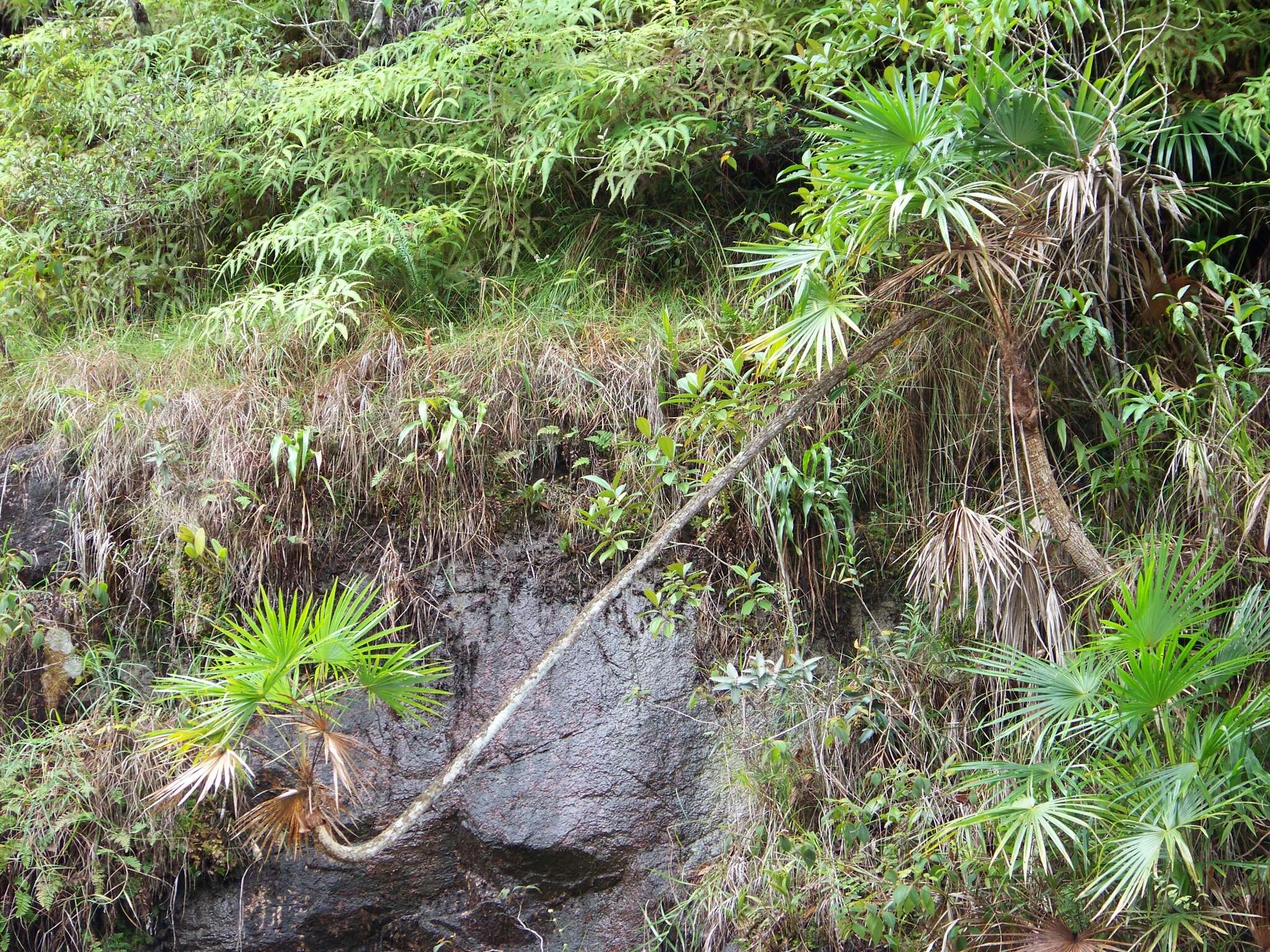 Image of Mountain Pimento