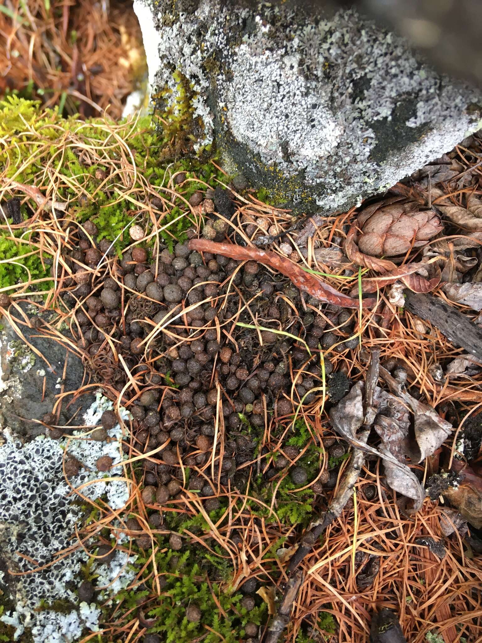 Image of pikas