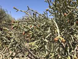 Image of Pencil Cholla