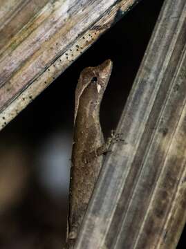 Image of Anolis chrysolepis Duméril & Bibron 1837