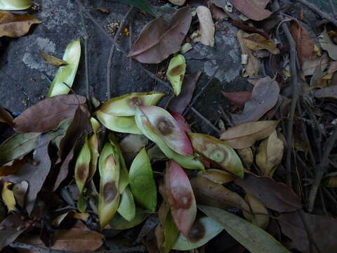 Image of Caesalpinia cucullata Roxb.